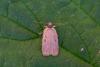 Agonopterix scopariella